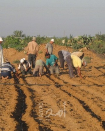 نقابات العمال: جيش الاحتلال ارتكب جرائم بحق المزارعين في قطاع غزة خلال (2021)