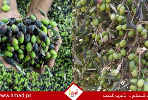 شجرة الصمود في مواجهة الاستيطان: معركة الفلسطينيين للوصول إلى حقولهم